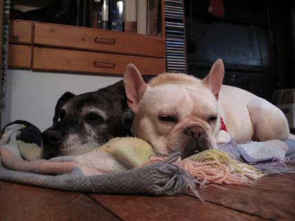 Phoebe & Peanut